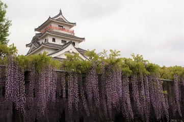 唐津城と藤