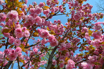 różowe kwiaty kwitnącej wiśni japońskiej 6