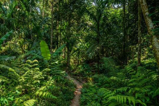 Narrow footpath across tropical forest with palms, banana trees, ferns and jungle trees green nature background hiking trail landscape