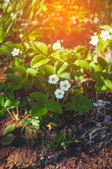 Flower of strawberries in the garden.