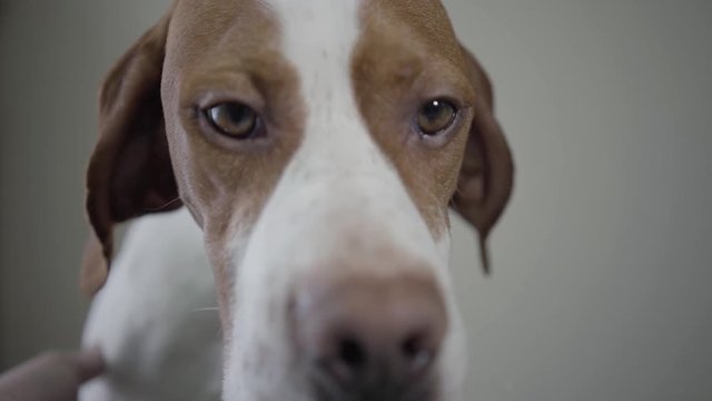 Close up the muzzle of sad pointer dog with brown spots looking in the camera. Hand of the man pets adorable dog with kind hazelnut eyes. The animal in the veterinary clinic