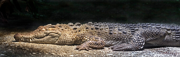 Philippine crocodile on the ground. Latin name - Crocodylus mindorensis	