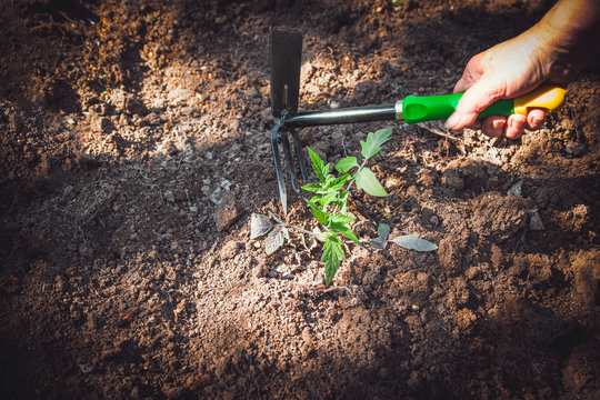 Tomato Plants Evolve In The Ground.