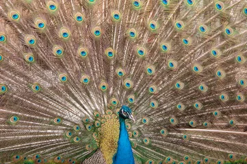 Fotobehang peacock © AlexeyFyodorov
