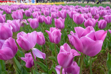 Fototapeta premium Purple alibi tulips in full bloom