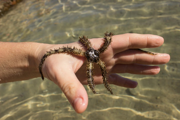starfish in hand