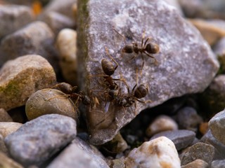 Ameisen auf einem Stein 