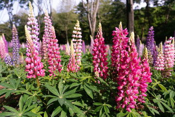 Obraz premium Lupinus, lupin, lupine field with pink purple and red flowers. 