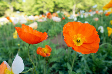 Close up of orange poppy flower