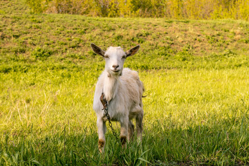 Fototapeta premium Goat eats high juicy grass
