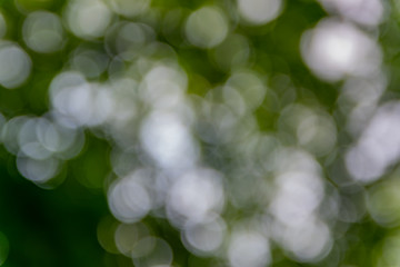 Fototapeta premium Nature,environment,parks,forests and texture concept: natural blurred background with green leaves and trees.