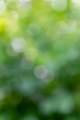Naklejka na ściany i meble Nature,environment,parks,forests and texture concept: natural blurred background with green leaves and trees.