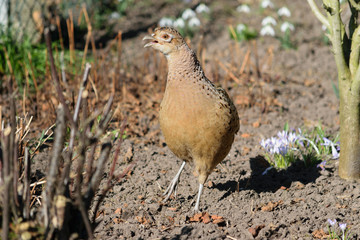 Fasanenweibchen im Garten entdeckt