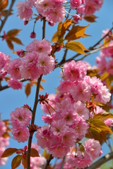 różowe kwiaty kwitnącej wiśni japońskiej 11