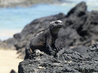 marine iguana