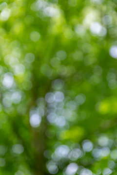 Nature,environment,parks,forests and texture concept: natural blurred background with green leaves and trees.