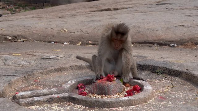 The monkey eats an offering to god Shiva.