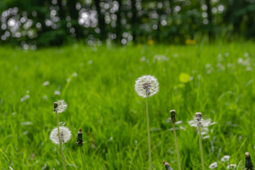 Close-up of ripe dandelion seeds ready to fly.