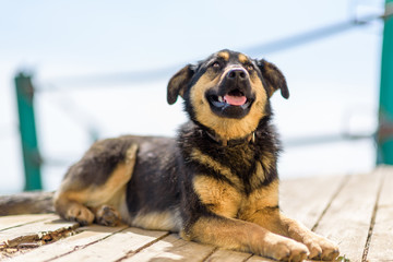 A stray dog basks in the sun on wooden planks.