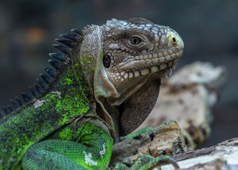 Lizard at Paignton Zoo