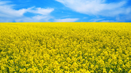 Fototapeta premium Pole rzepaku