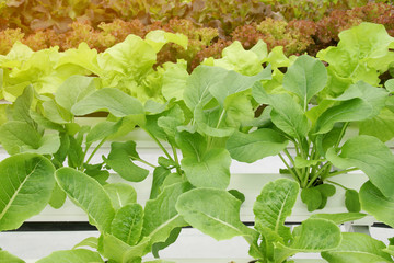 Fresh Organic Vegetables in Hydroponic Farm