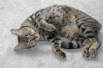 gray cat sleep on cement
