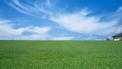 Zielone łąki i pola w słoneczny dzień z błękitnym niebem