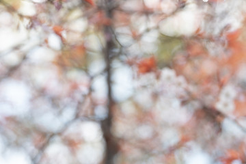 Green bokeh out of focus background from nature forest