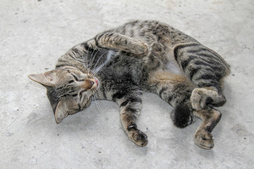gray cat sleep on cement