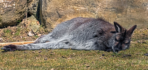 Bennett's wallaby on the lawn. Latin name - Macropus rufogriseus  © Mikhail Blajenov