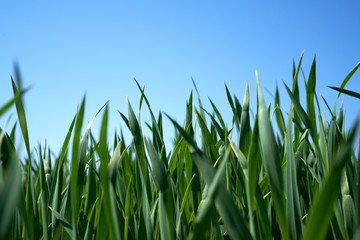 Zielona trawa na tle błękitnego nieba