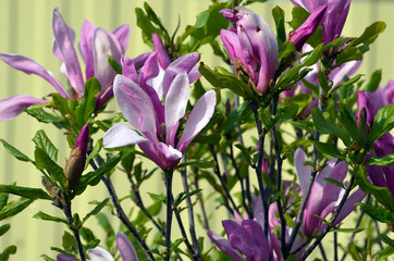 Magnolia blooms. Beautiful violet magnolia flowers in the spring season