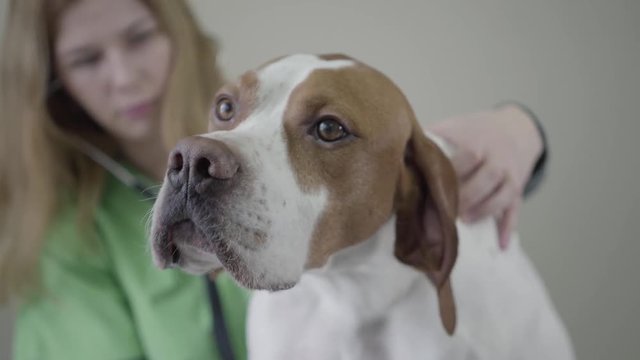 Young female veterinarian doctor in green uniform examining big pointer dog with brown spots using stethoscope close up. The animal on the table in veterinary clinic. Pet health care and medical