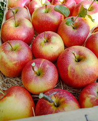 Harvesting apples in garden, autumn harvest season in fruit orchards, wooden box with apples