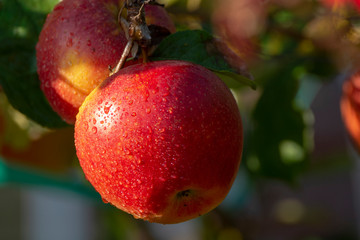 Harvesting apples in garden, autumn harvest season in fruit orchards