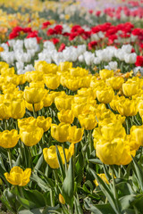 Obraz premium buntes Tulpenfeld