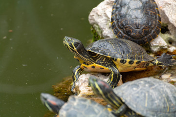 Fototapeta premium Yellow-bellied slider, land and water turtle, sunbathing in pond