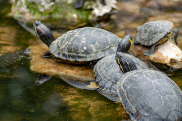 Yellow-bellied slider, land and water turtle, sunbathing in pond