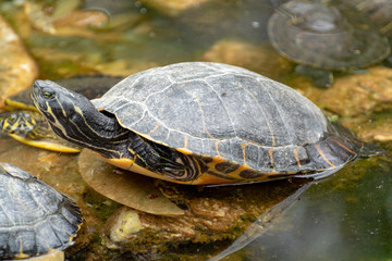 Fototapeta premium Yellow-bellied slider, land and water turtle, sunbathing in pond