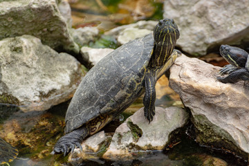 Yellow-bellied slider, land and water turtle, sunbathing in pond
