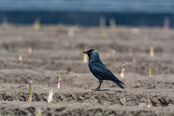 New harvest season on asparagus vegetable fields, white and purple asparagus growing uncovered on farm and walking black crow bird.