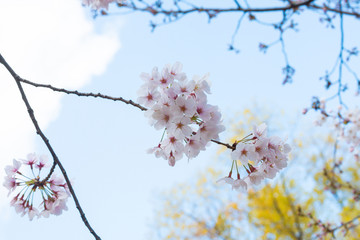 Beautiful cherry blossom sakura in spring time