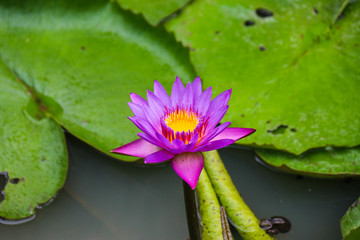 The purple lotus floats in the water with green lotus leaves, surrounded by flowers that rise on the water surface.