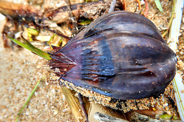 Coconut on the sand