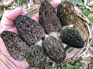 great morel mushroom finding and beauty of naturalism
