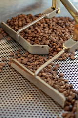 Traditional method of roasting dried organic arabica  coffee beans in roster with open grid for cooling, bio coffee farm