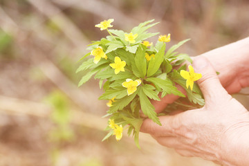 Yellow wildflowers in female hands
