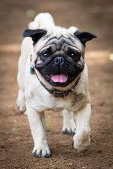 Cães © Rodrigo Agnelli