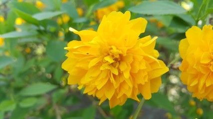 Closeup view of lovely yellow flower against a green leaves background